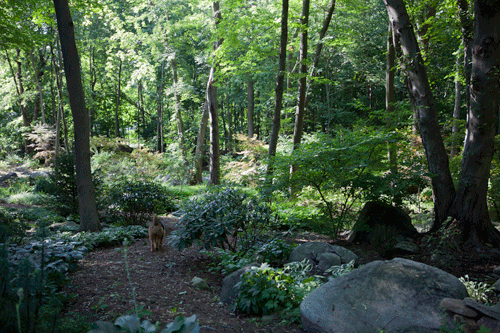 Wooded Garden